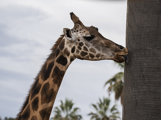 giraffe licking a tree for water