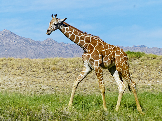giraffe on a savannah and mountains