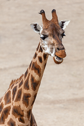 giraffe photo