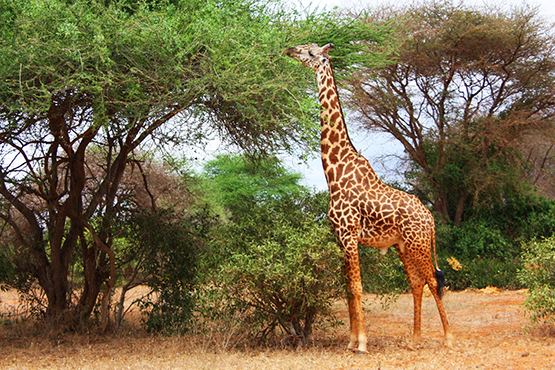 giraffe eating leaves picture