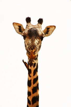 giraffe picture with bird eating parasites