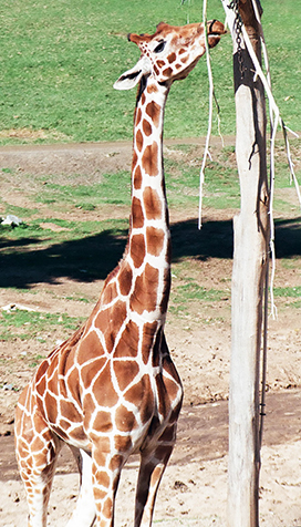 giraffe eating in zoo