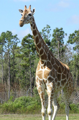 giraffa camelopardalis