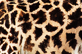 giraffe skin texture