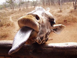 giraffe's head and tongue