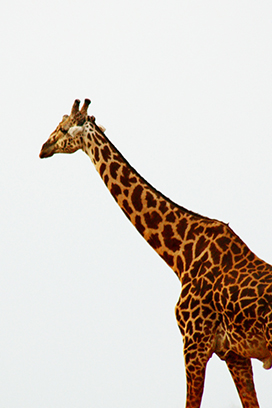 giraffe picture walking giraffe