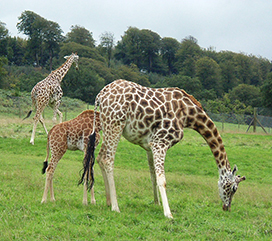 giraffes and baby giraffe 