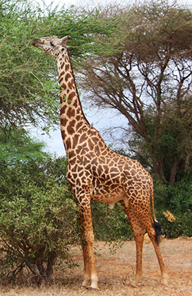 male giraffe eating leaves