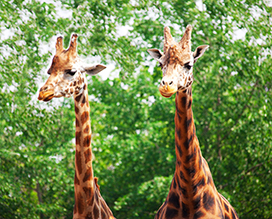 photo of two giraffes