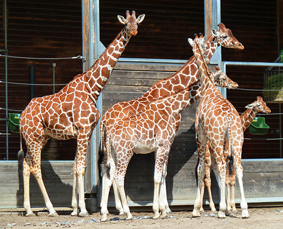 flock of giraffes in zoo