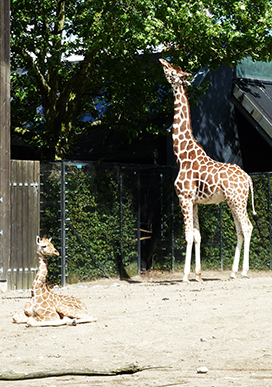 giraffe picture foal and mdother