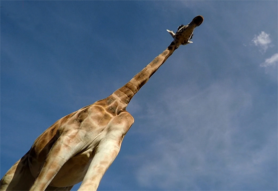 giraffe seen from below