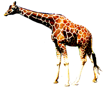 giraffe walking graphic