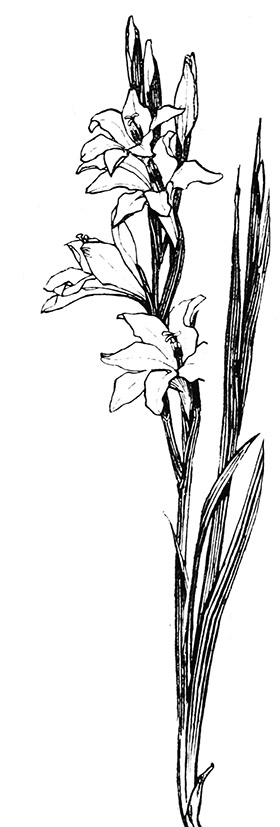 gladiolus drawing