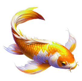 golden koi fish image