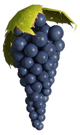 grape cluster drawing blue