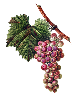 grapes clipart