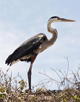 blue heron photo