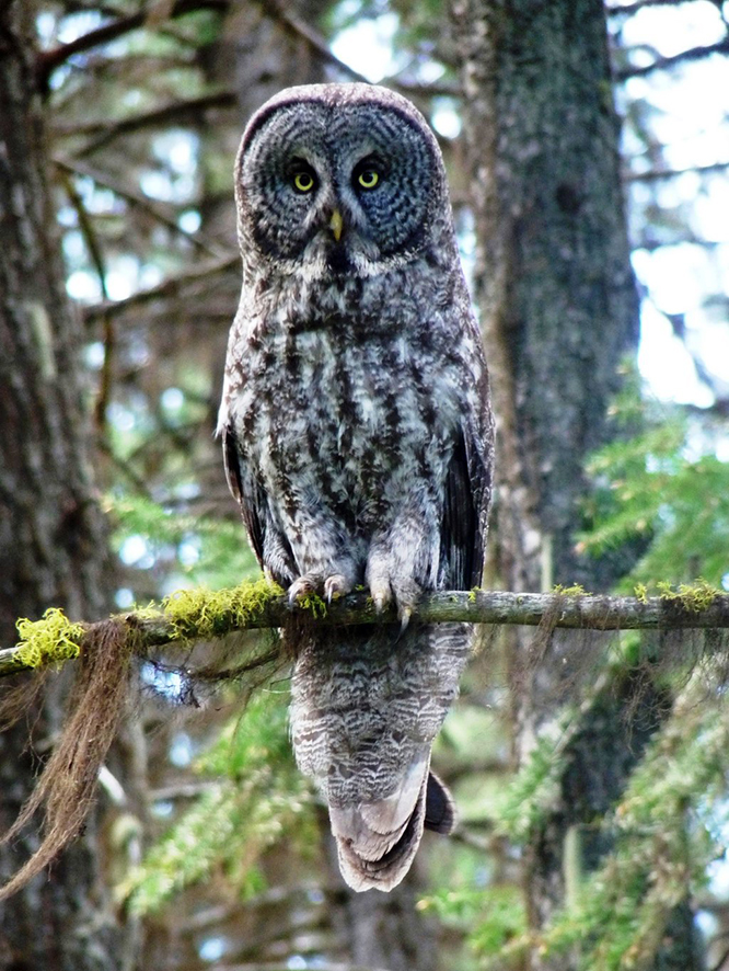great gray owl taking a nap