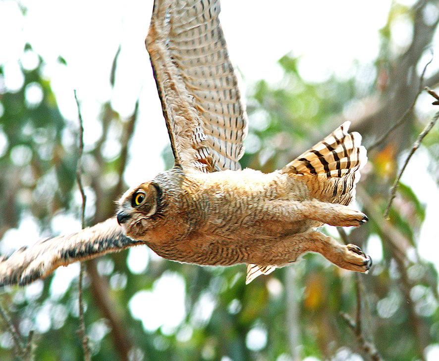 great horned owl in flight