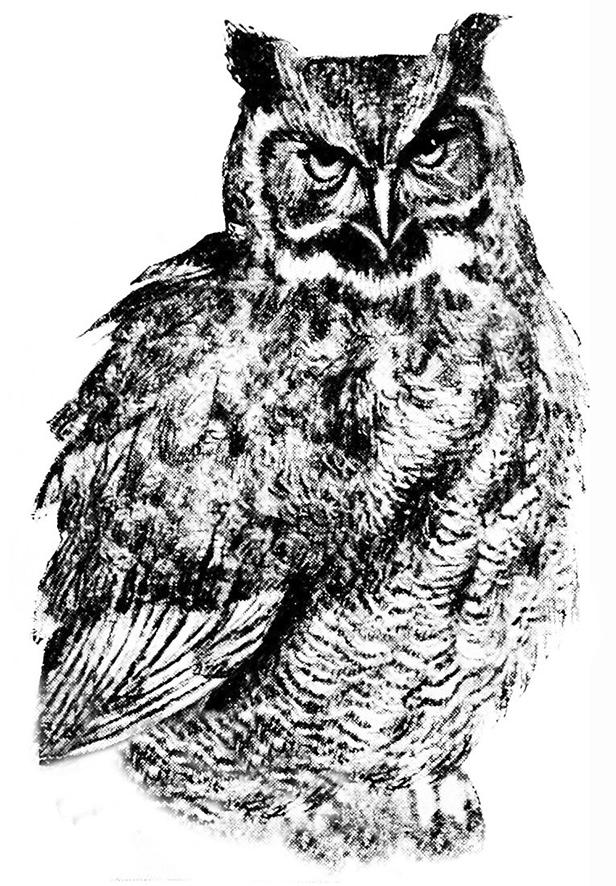 great horned owl on tree drawing