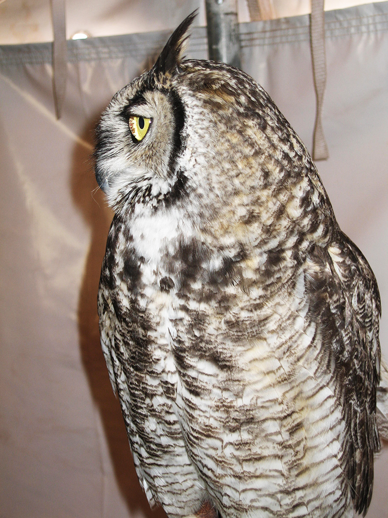 profile of great horned owl