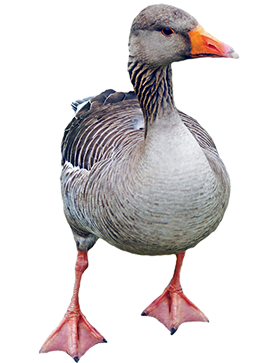 goose-clipart