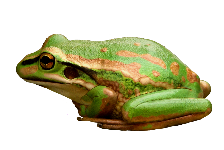 green and golden Bell frog