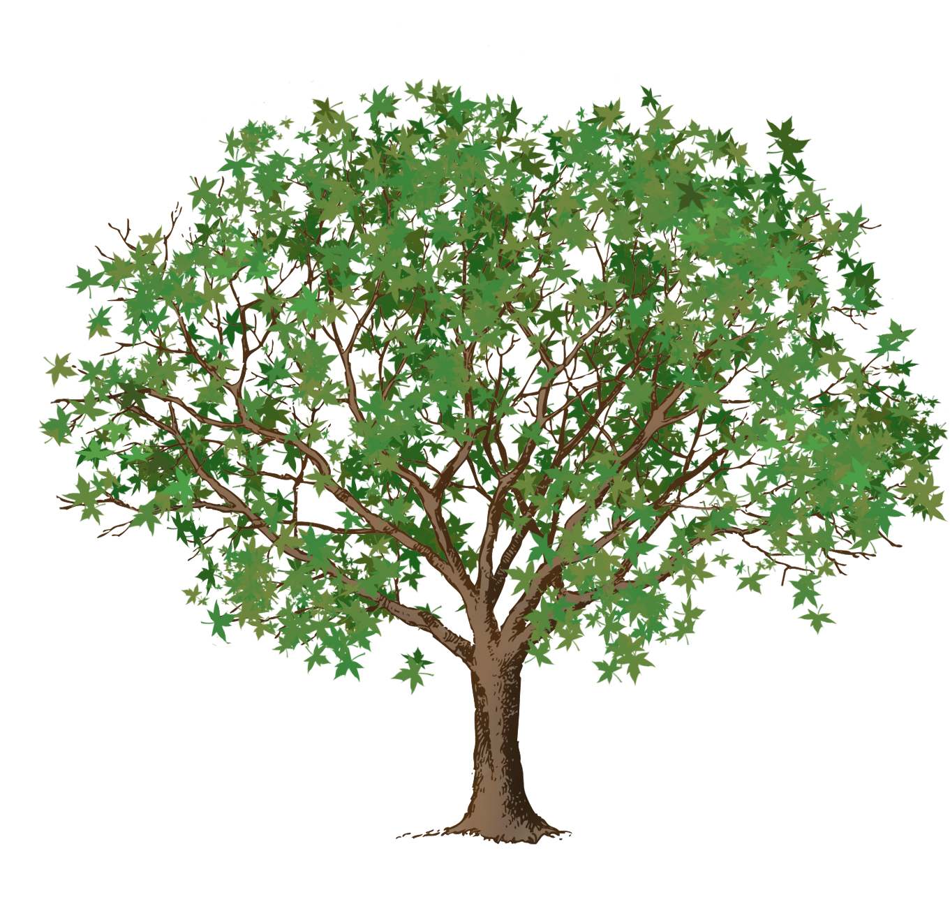 green leaves brown tree clipart