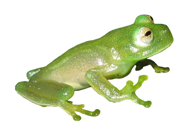 picture of green frog