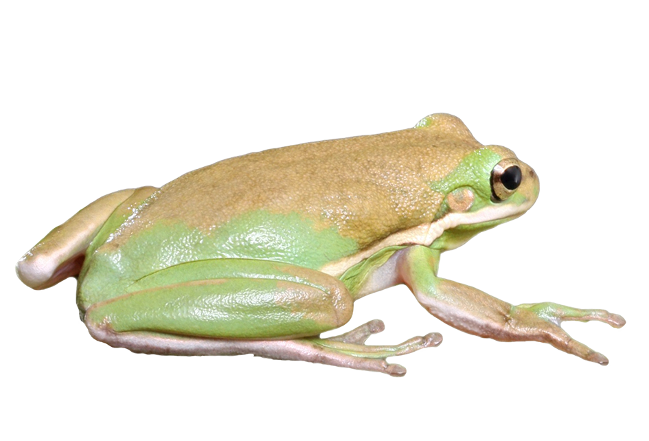 frog isolated graphic