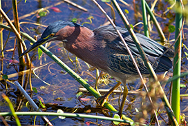 Green heron picture