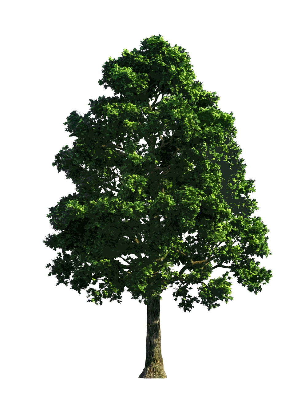green leaved tree clipart