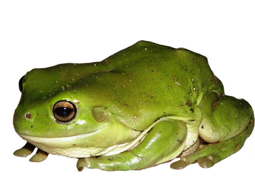 green tree frog clipart