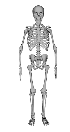 Skeleton human