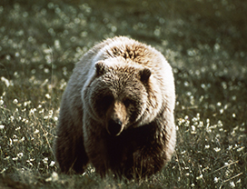 Grizzly bear photo