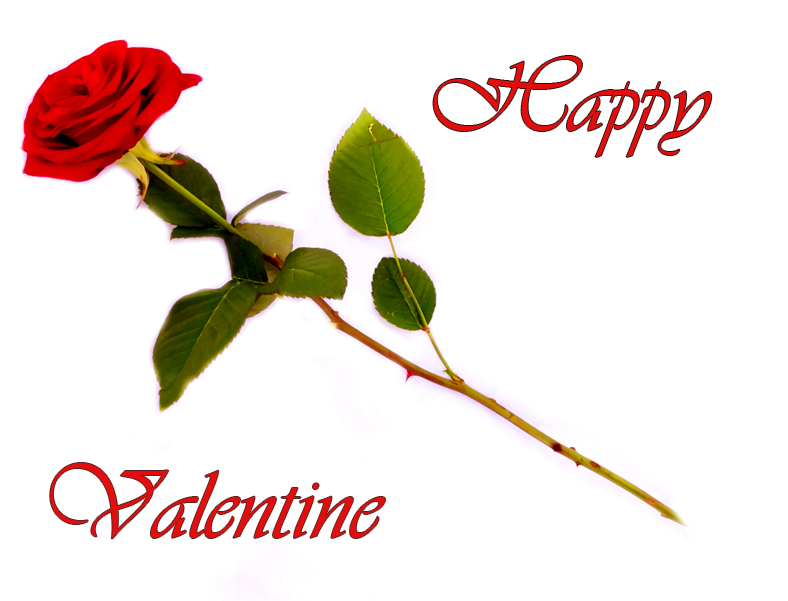 Happy Valentine Day red rose