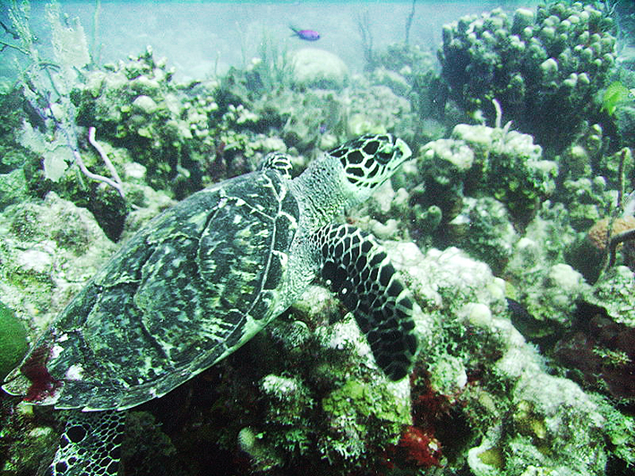 Hawksbill sea turtle swimming