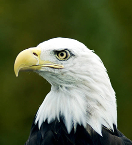 head of a Bald Eagle
