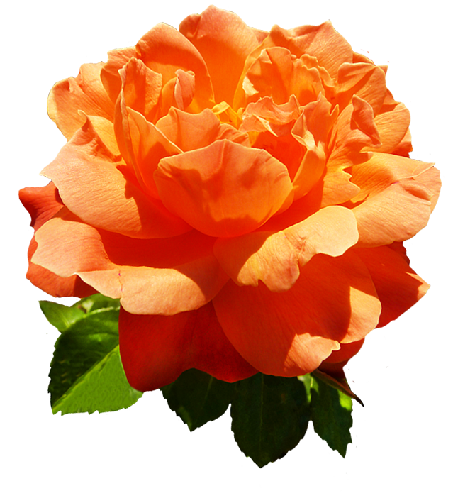head of orange rose flower