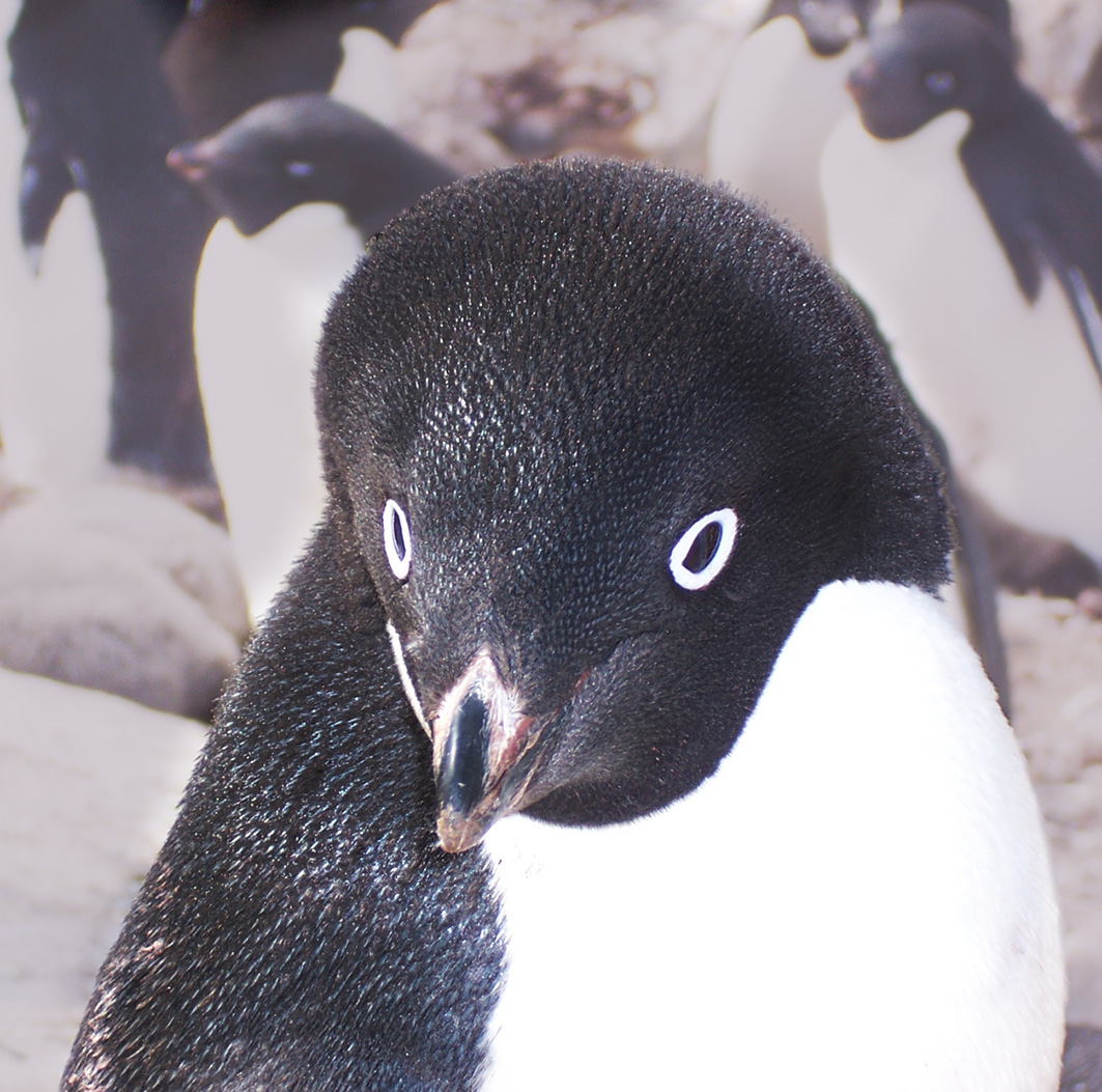 head of Adelie penguin close up