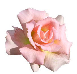 head of beautiful pink rose