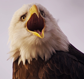 head of screaming Bald Eagle bird