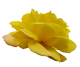 head of yellow rose clipart