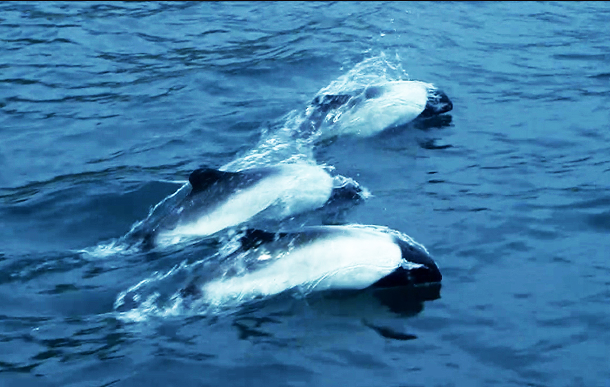 Hector's dolphins