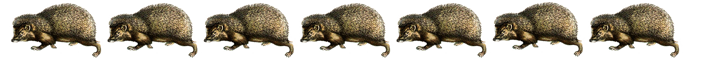 hedgehog border