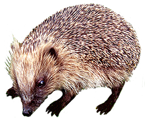 hedgehog close up picture