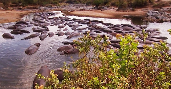 herd of hippos in water