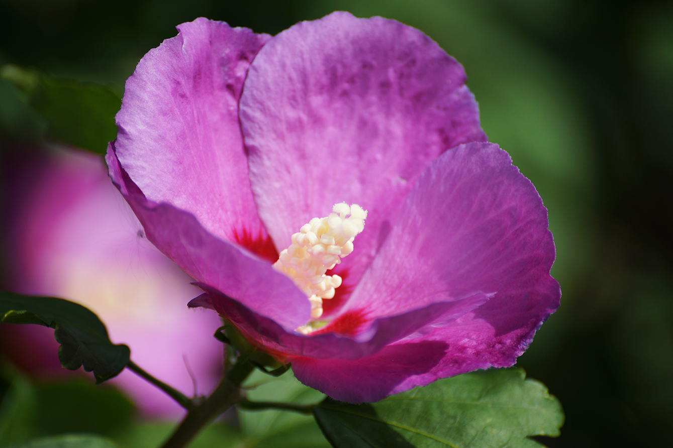 high quality photo purple flower