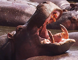 Hippopotamus with open mouth in river
